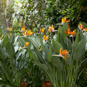 Paradiesvogelblume Strelitzia - Strelitzia reginae - Paradiesvogelblume - Willemse