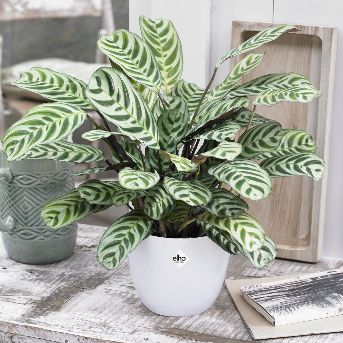 Korbmarante in weißem Blumentopf - Willemse