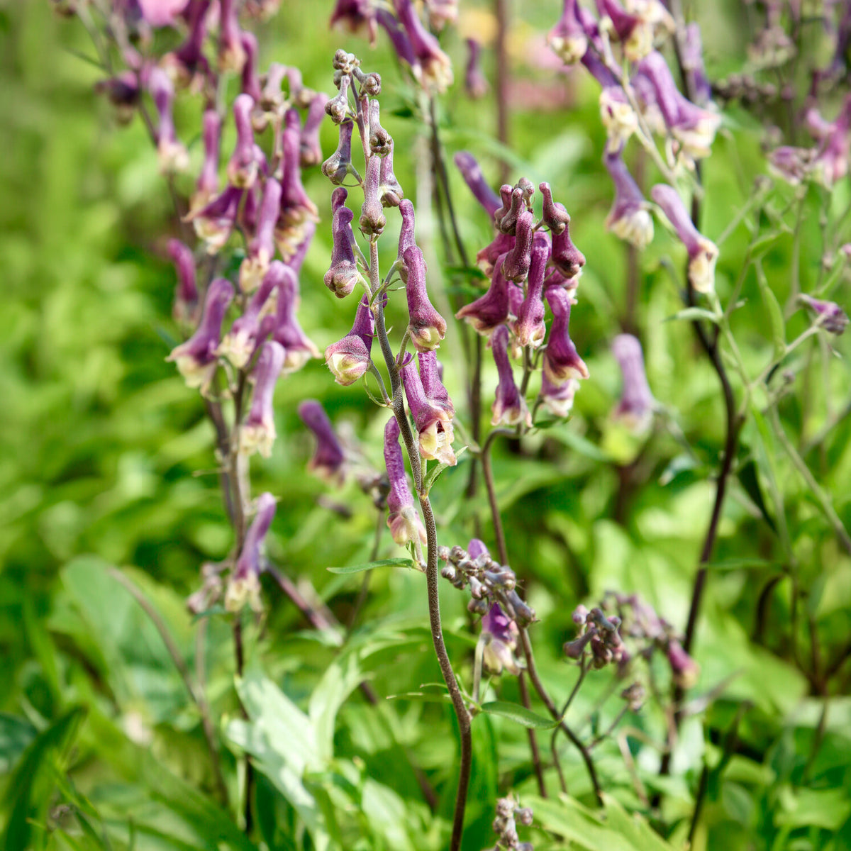 Eisenhut Purple Sparrow - Aconitum hybride purple sparrow - Willemse