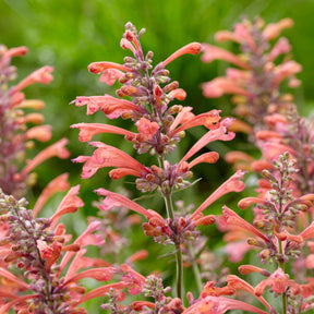 Agastache Kudos Coral - Duftnessel Kudos Coral - Agastache