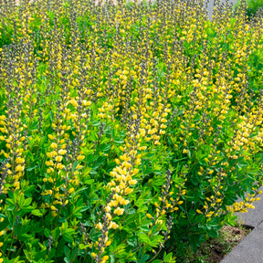 Baptisia Lemon Meringue - Blaue Färberhülse Decadence Lemon Meringue - Baptisia - Indigolupine