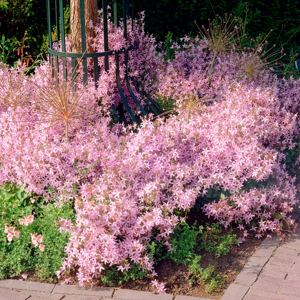 Hängepolster-Glockenblume Lisduggan - Willemse