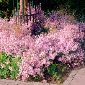 Hängepolster-Glockenblume Lisduggan - Willemse