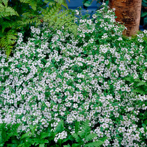 Verkauf Himalaya-Schleierkraut