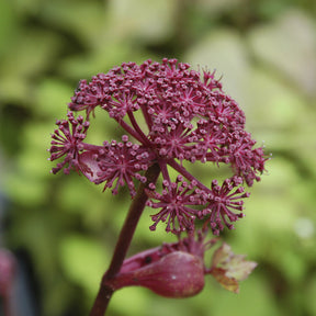 Purpur-Engelwurz - Angelica gigas - Willemse