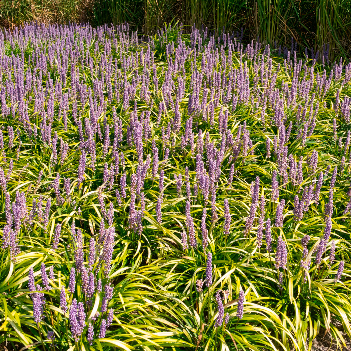 Liriope - Liliengras Gold Banded - Liriope muscari Gold Banded