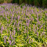 Liriope - Liliengras Gold Banded - Liriope muscari Gold Banded