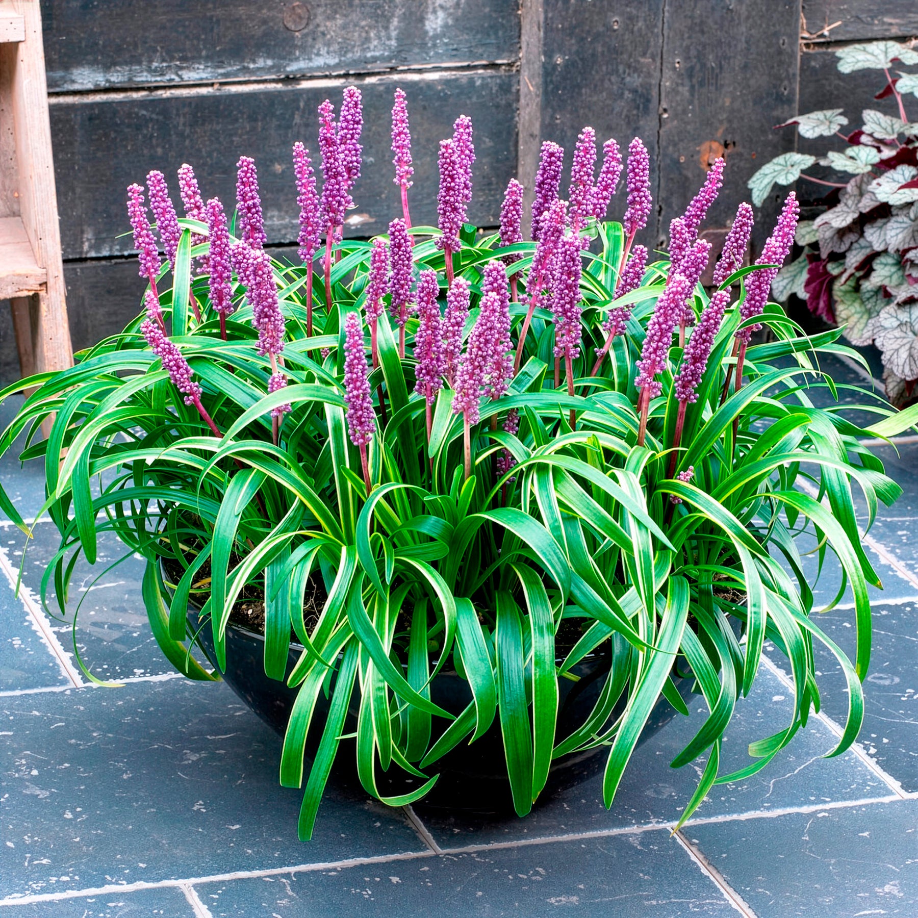 Liriope muscari Gold Banded - Liliengras Gold Banded - Liriope