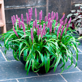 Liriope muscari Gold Banded - Liliengras Gold Banded - Liriope