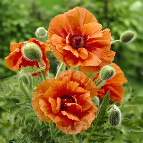 Orientalischer Mohn Harvest Moon - Willemse