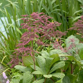 Verkauf Henry-Schaublatt - Rodgersia henrici