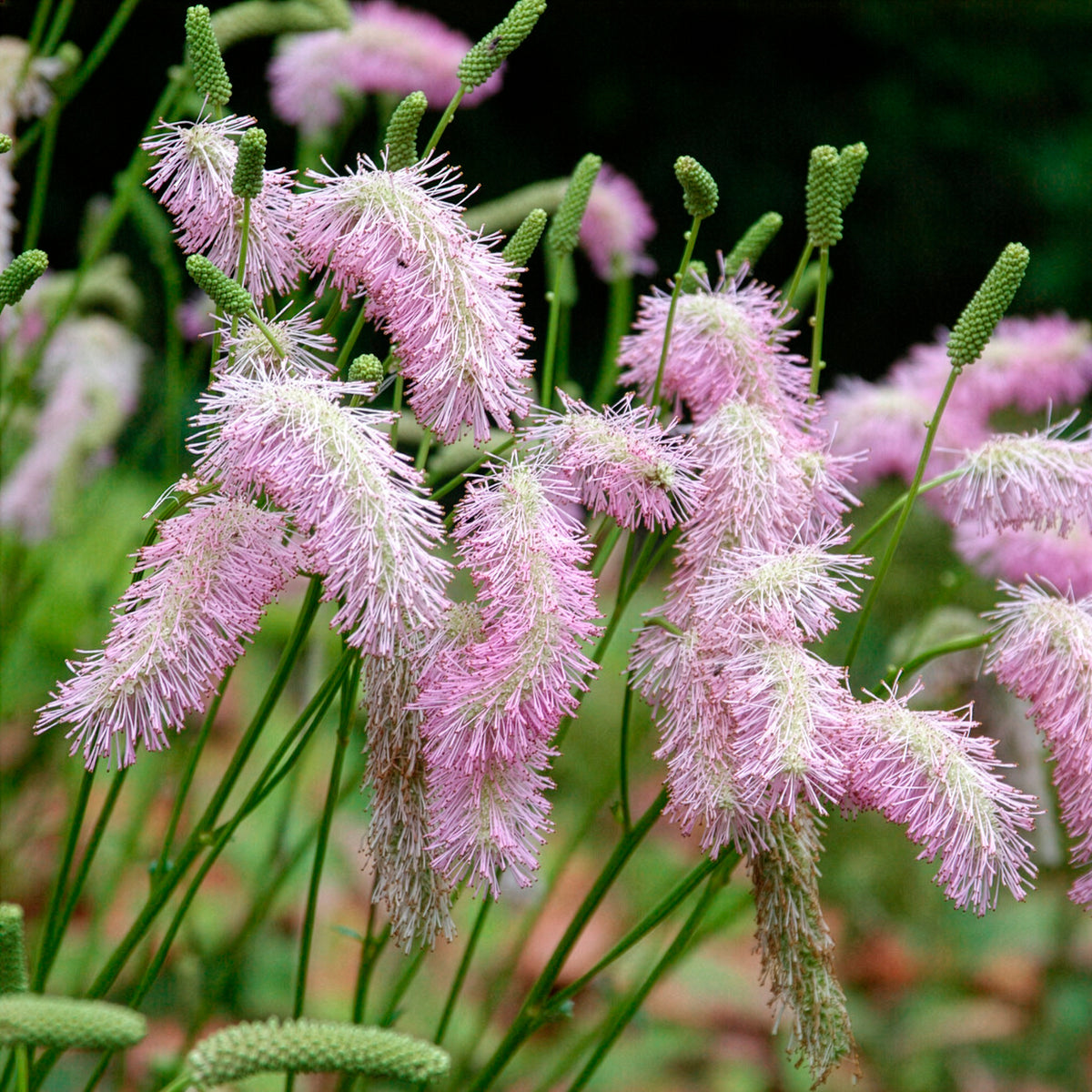 Koreanischer Wiesenknopf Pink Brushes - Sanguisorba Pink Brushes - Willemse