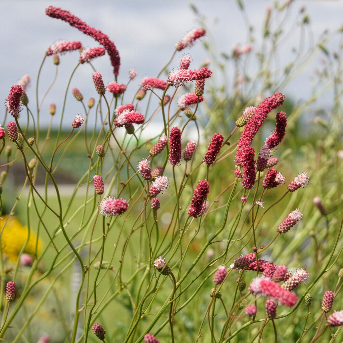 Sanguisorba tenuifolia Purpurea - Purpurfarbener Hoher Wiesenknopf - Wiesenknopf