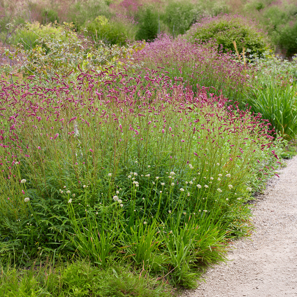 Purpurfarbener Hoher Wiesenknopf - Willemse