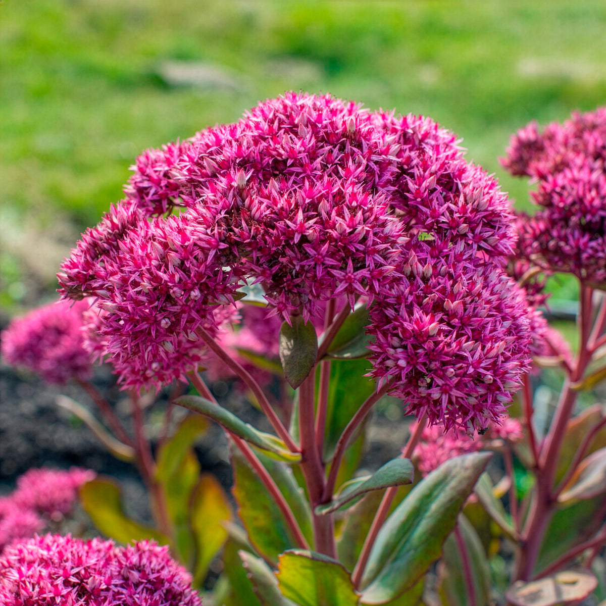 Sedum - Fetthenne - Großes Fettblatt Mr. Goodbud - Sedum Mr Goodbud