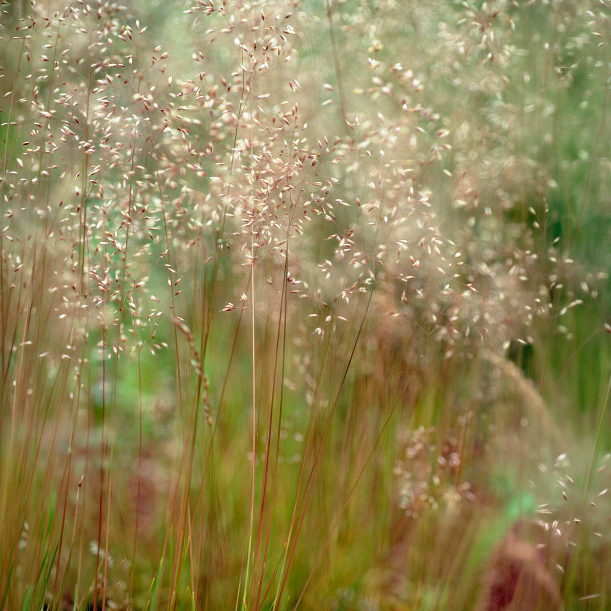 Deschampsia flexuosa Tatra Gold - Draht-Schmiele Tatra Gold - Schmiele