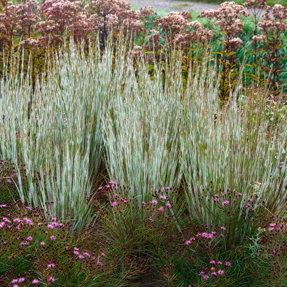 Präriegras Ha Ha Tonka - Schizachyrium scoparium Ha Ha Tonka - Willemse