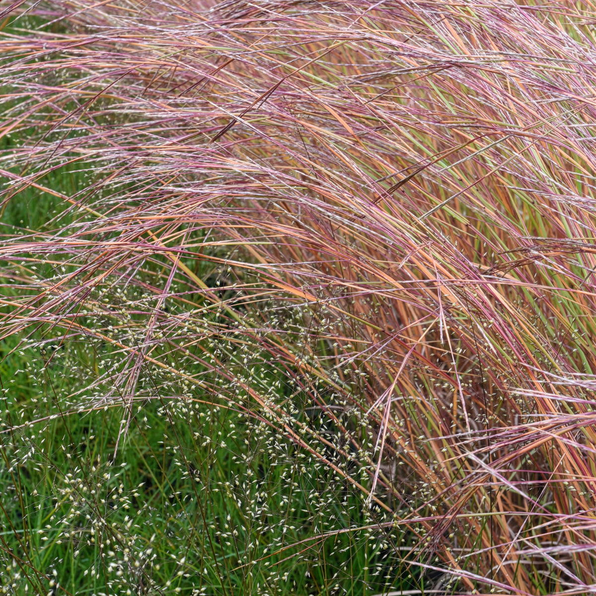 Schizachyrium scoparium Wildwest - Präriegras Wildwest - Schizachyrium