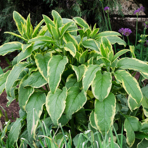 Beinwell Goldsmith - Symphytum grandiflorum Goldsmith - Willemse