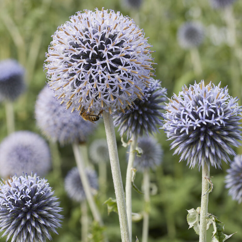 Kugeldistel ‘Veitch’s Blue’