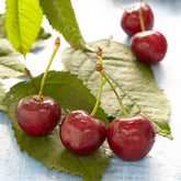 Süßkirsche ‘Sunburst’ - Prunus avium Sunburst - Willemse