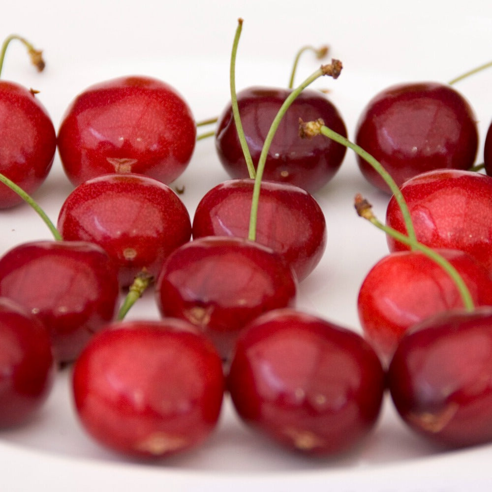 Süßkirsche ‘Sunburst’ - Willemse