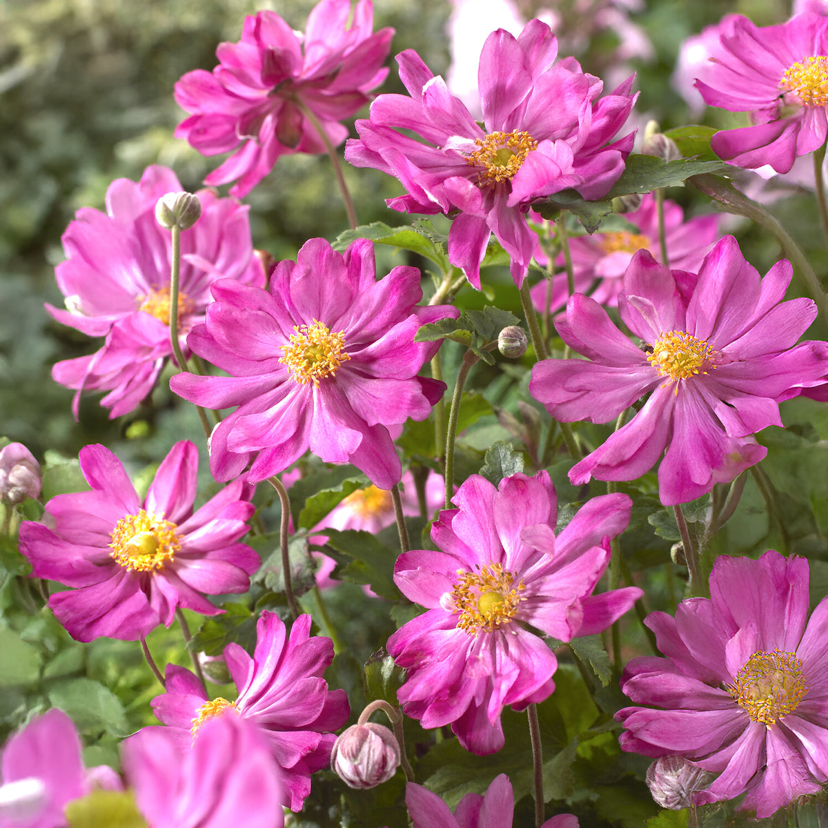 Herbstanemone Prinz Heinrich - Anemone hupehensis 'prinz heinrich' - Willemse