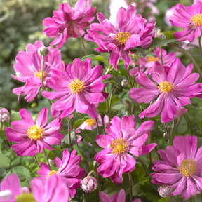 Herbstanemone Prinz Heinrich - Anemone hupehensis 'prinz heinrich' - Willemse