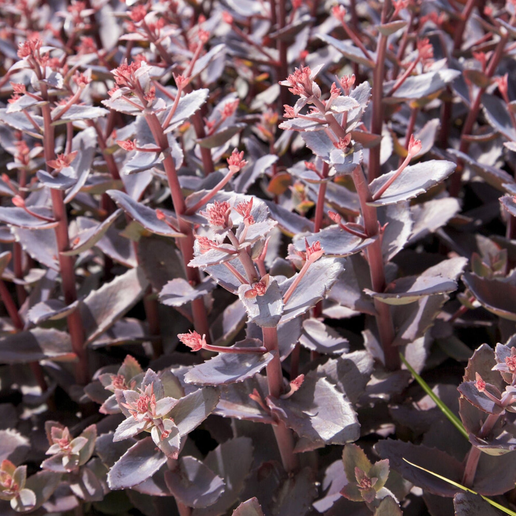Fetthenne 'Chocolate Cherry'