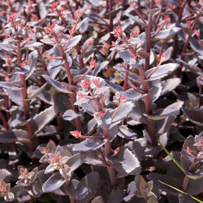 Fetthenne 'Chocolate Cherry'