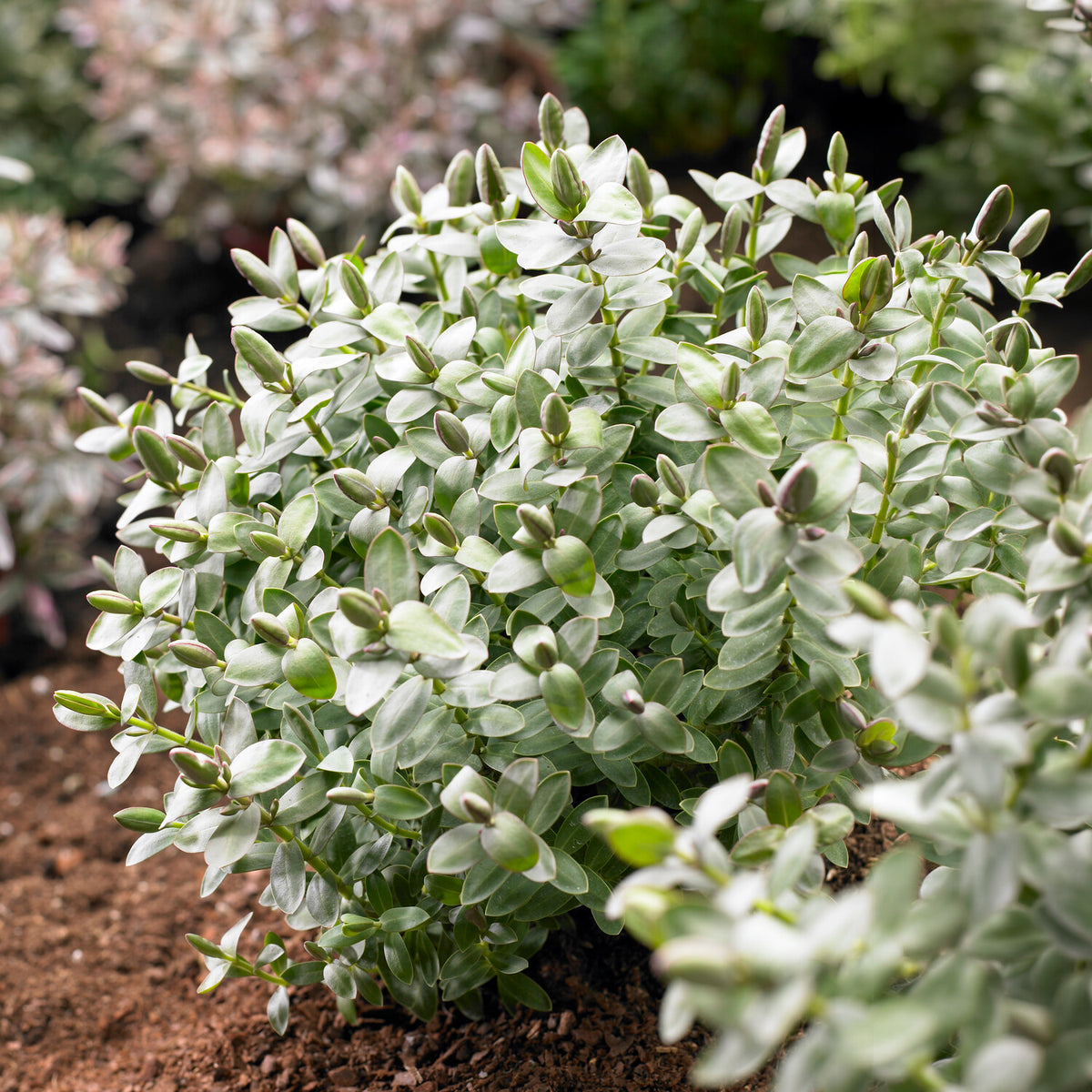 Strauchveronika 'Red Edge' - Hebe albicans Red Edge - Willemse