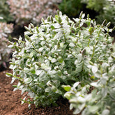 Strauchveronika 'Red Edge' - Hebe albicans Red Edge - Willemse