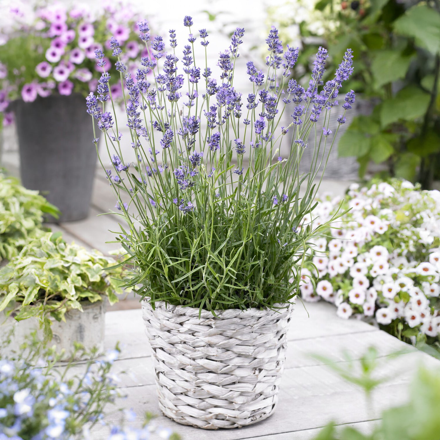 Echter Lavendel Munstead - Willemse