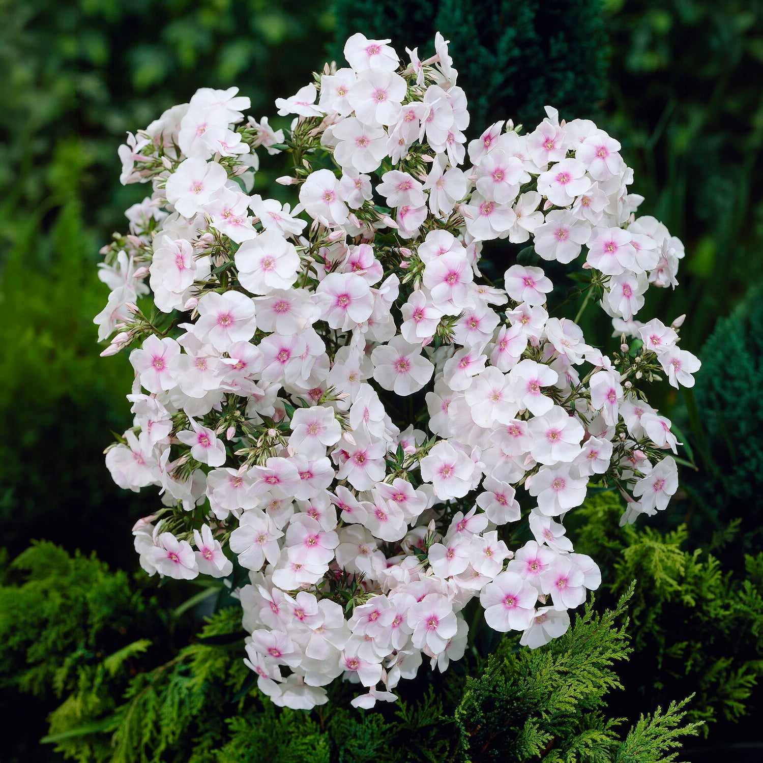 Flammenblume Miss Holland - Phlox paniculata Miss Holland - Willemse