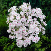 Flammenblume Miss Holland - Phlox paniculata Miss Holland - Willemse