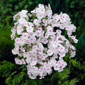 Flammenblume Miss Holland - Phlox paniculata Miss Holland - Willemse