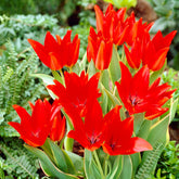 Praestans-Tulpen ‘Bloemenlust’ (x10) - Willemse