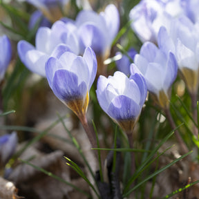 Verkauf Krokusse Blue Pearl - Crocus biflorus 'Blue Pearl'