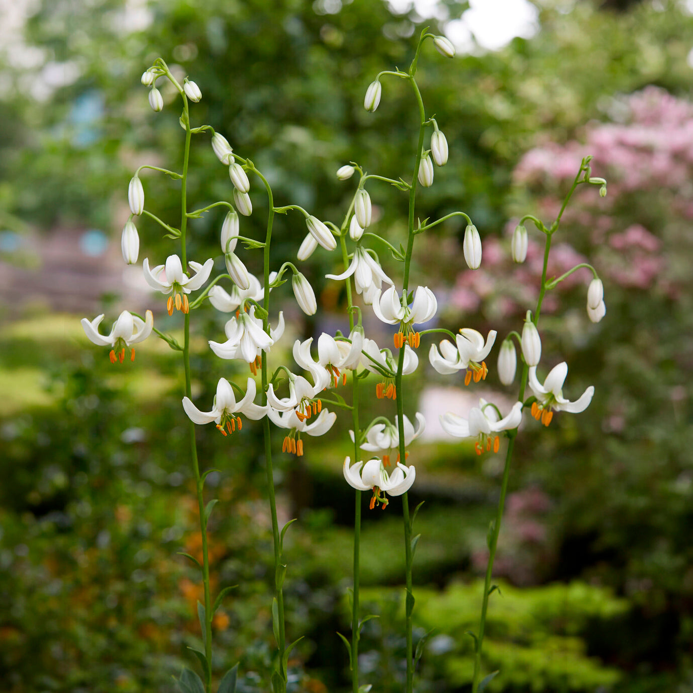Lilium Snowy Morning - Türkenbundlilie Snowy Morning - Lilien-Zwiebeln