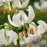 Türkenbundlilie Snowy Morning - Lilium Snowy Morning - Willemse