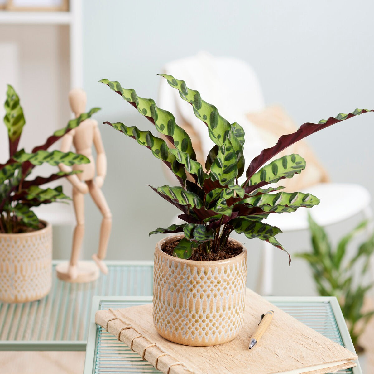 Korbmarante 'Insignis' - Calathea insignis - Willemse