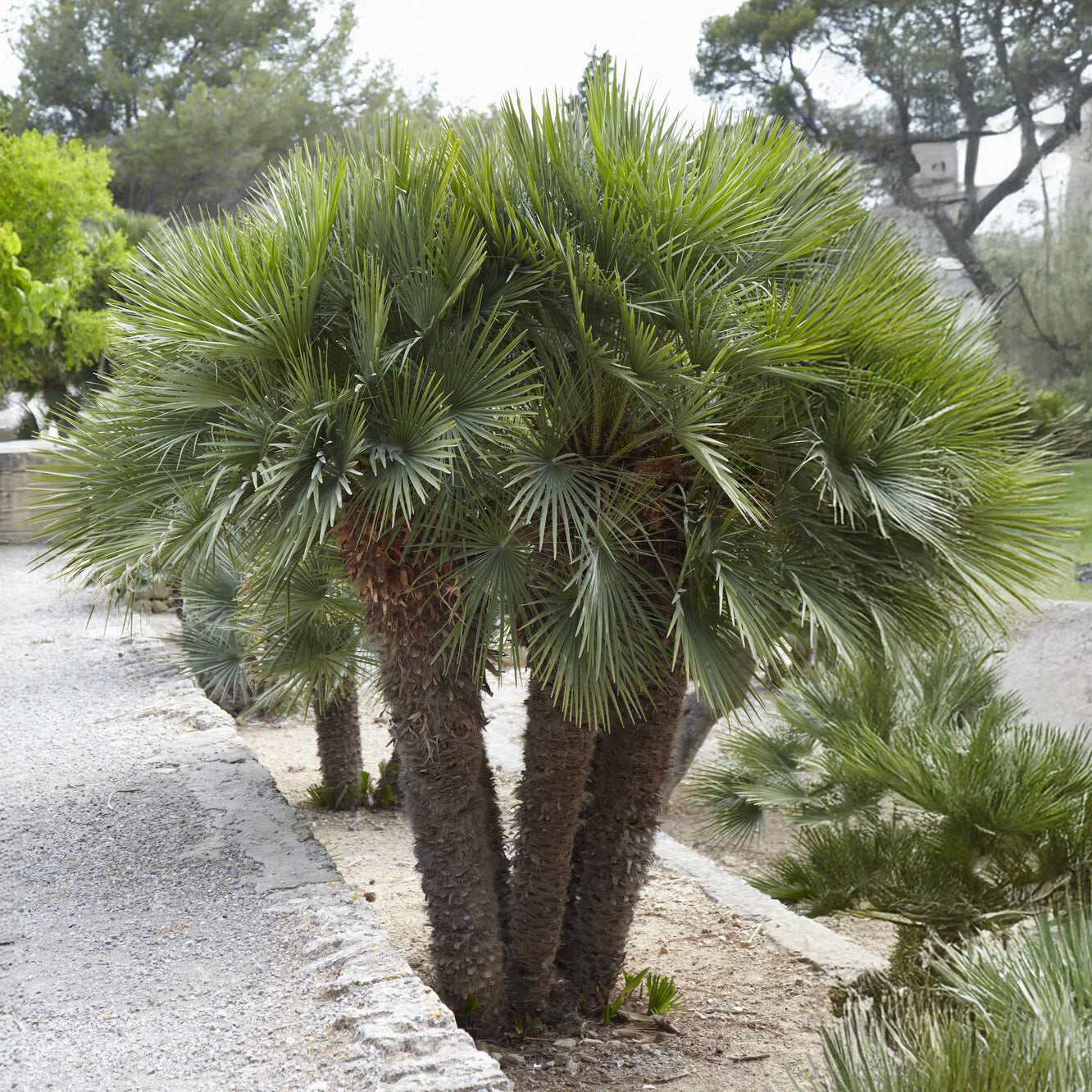 Zwergpalme Vulcano - Chamaerops humilis Vulcano  - Willemse