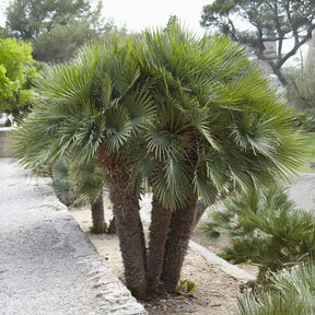 Zwergpalme Vulcano - Chamaerops humilis Vulcano  - Willemse