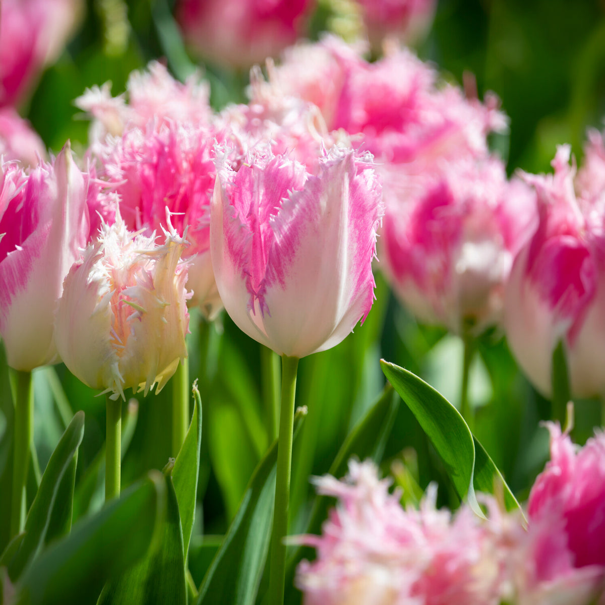 Gefranste Tulpe Huis ten Bosch (x20)