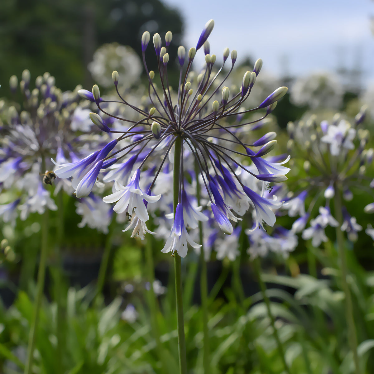 Agapanthus Fireworks - Schmucklilie - Willemse