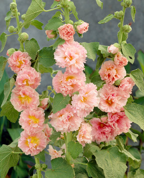Stockrose Chaters Double Apricot - Willemse