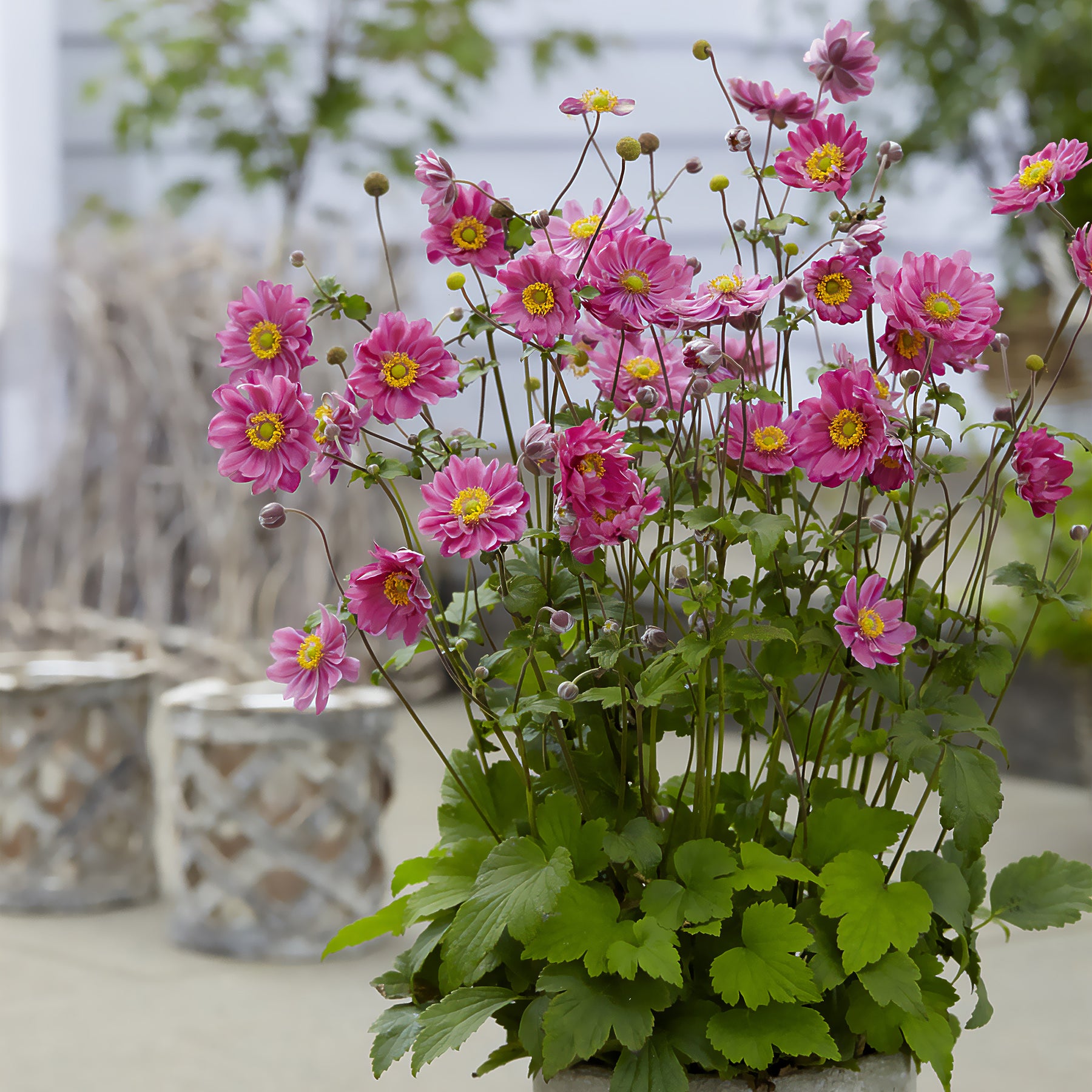 Anemone hybr. Margarete - Japanische Anemone Margarete - Stauden