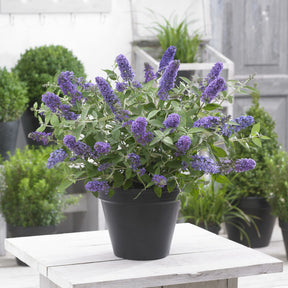 Zwerg-Schmetterlingsbaum Free Petite© Blue Heaven - Buddleja davidii Free Petite® Blue Heaven - Willemse