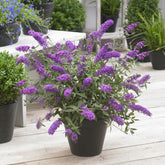 Zwergschmetterlingsbaum Free Petite© Dark Pink - Willemse