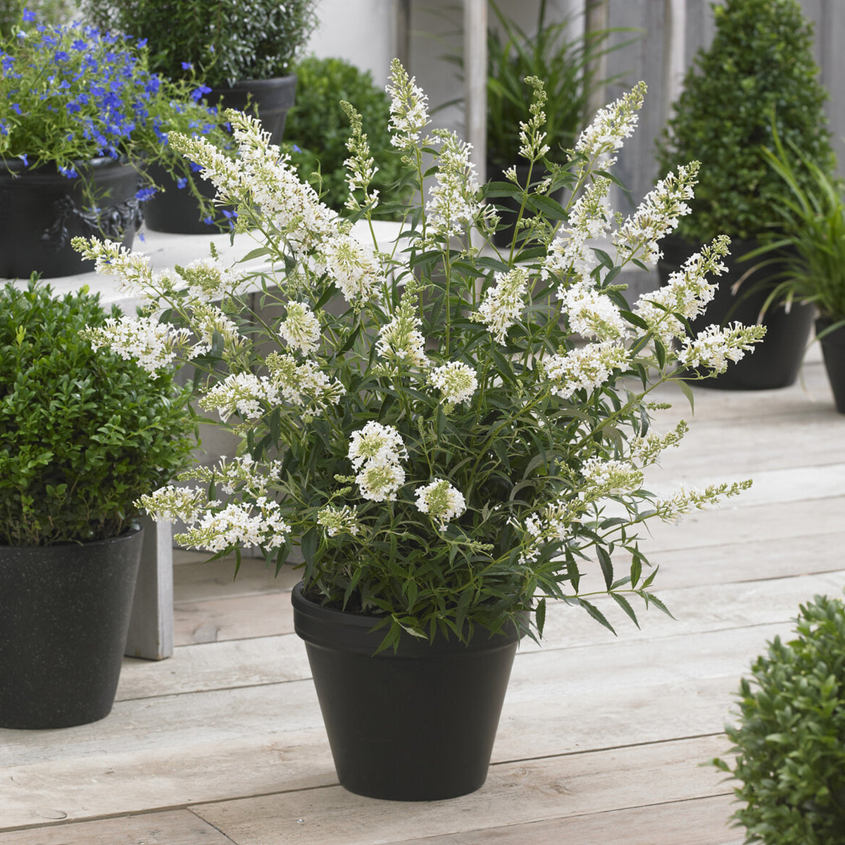 Zwergschmetterlingsbaum Free Petite© Snow White - Buddleja davidii Free Petite® Snow White - Willemse